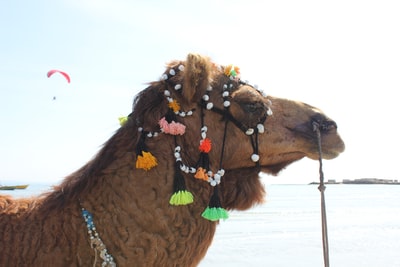 白天白沙滩上的棕色骆驼